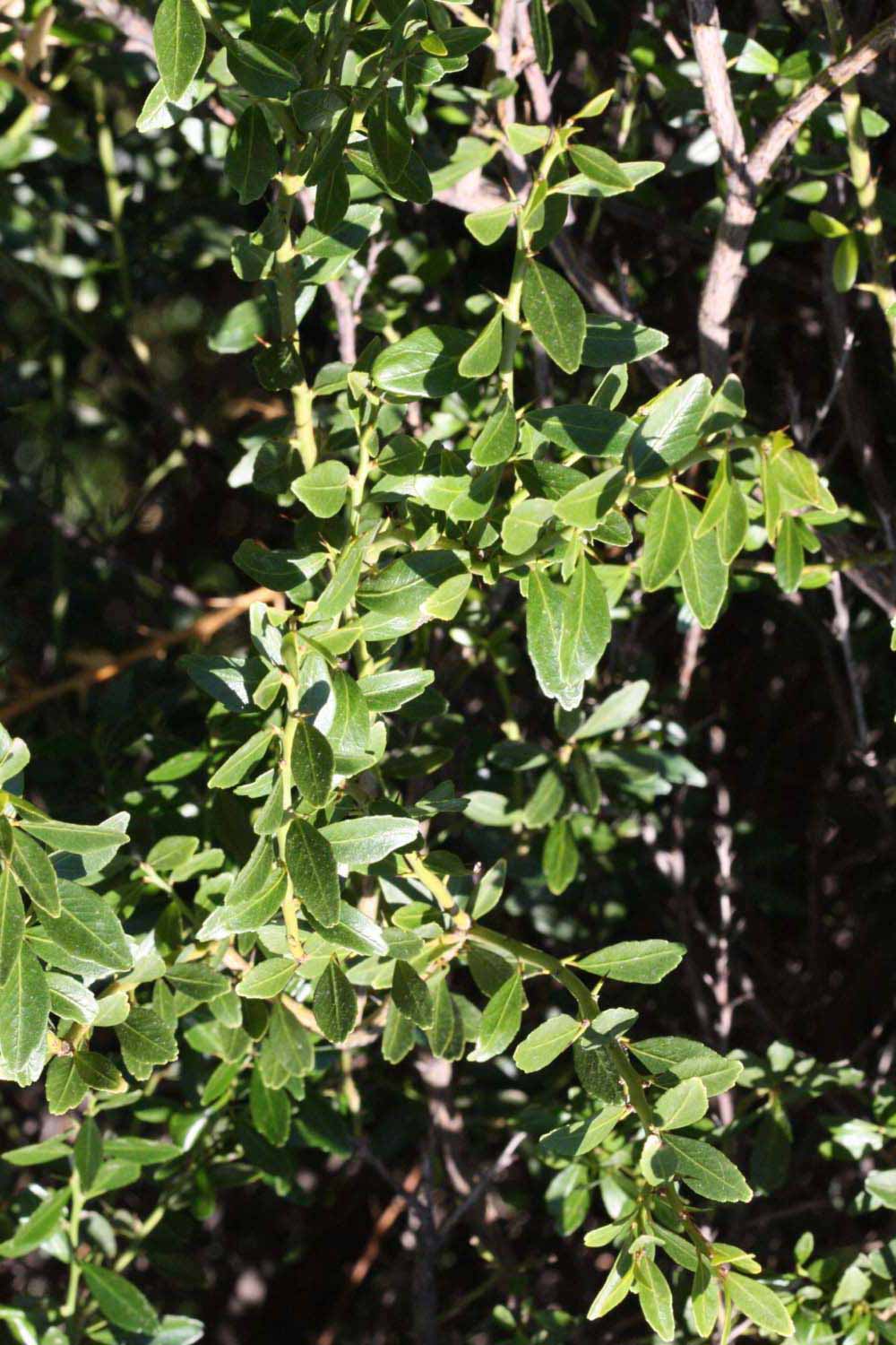              Sun leaves (Riverside, CA)       